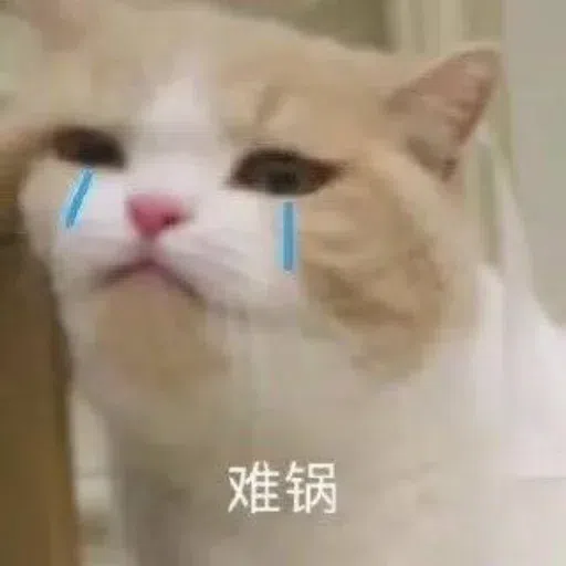 Cat meme - Sticker 20