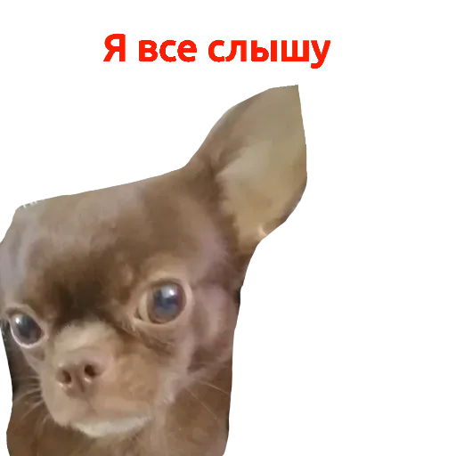 чезон - Sticker 10