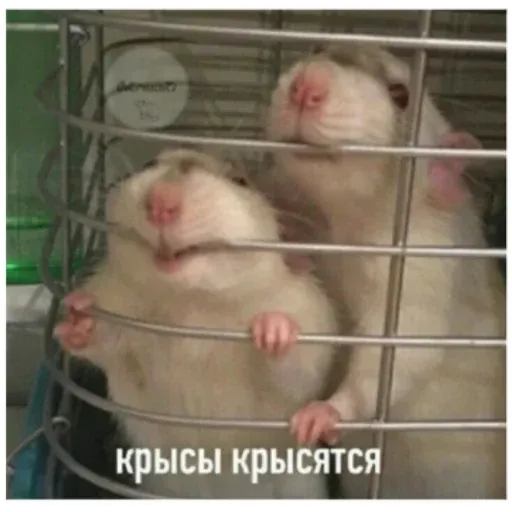 УЕБЕНКС - Sticker 16