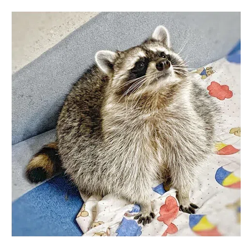 Mapache 2 - Sticker 12