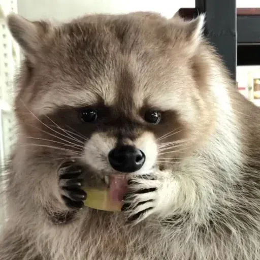 Mapache 2 - Sticker 30