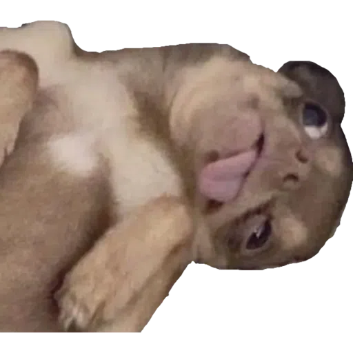 Stickers digo - Sticker 10