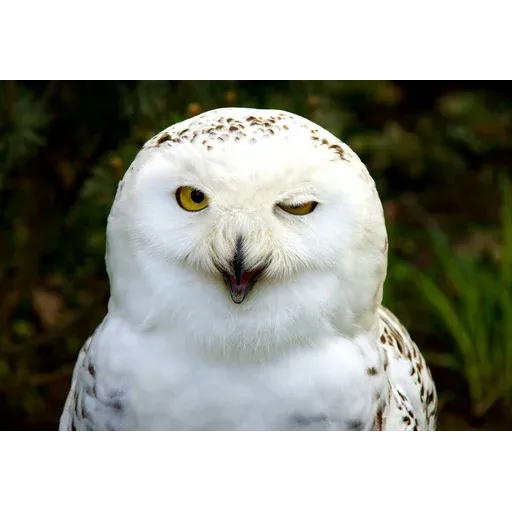 Polar owl - Sticker 17