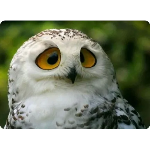 Polar owl - Sticker 22