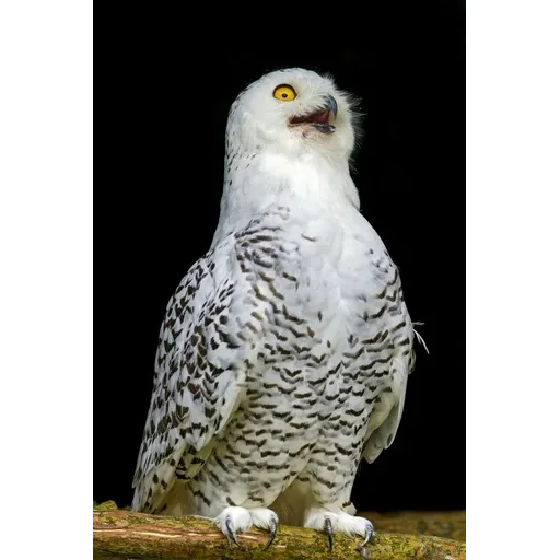 Polar owl - Sticker 14