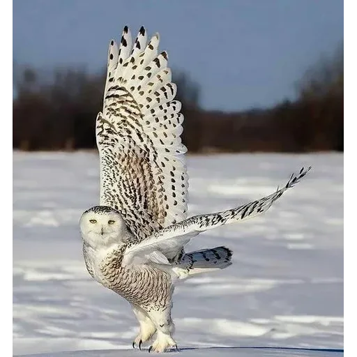 Polar owl - Sticker 11