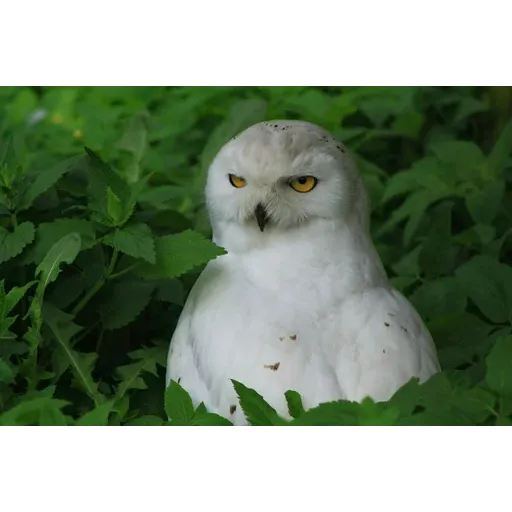 Polar owl - Sticker 10