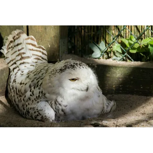 Polar owl - Sticker 26