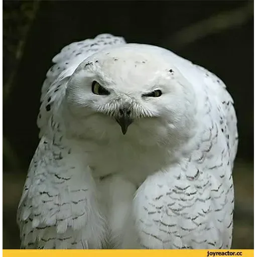 Polar owl - Sticker 18