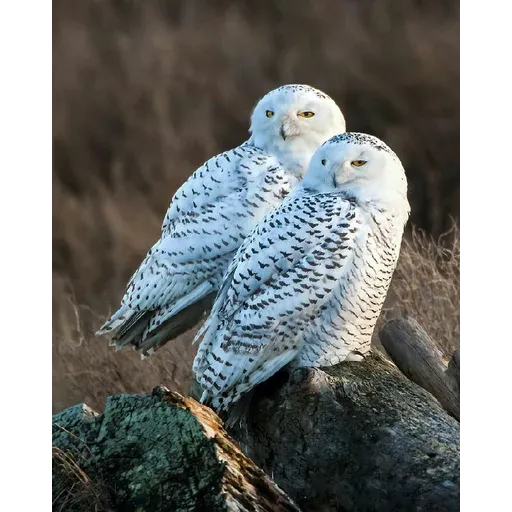 Polar owl - Sticker 28