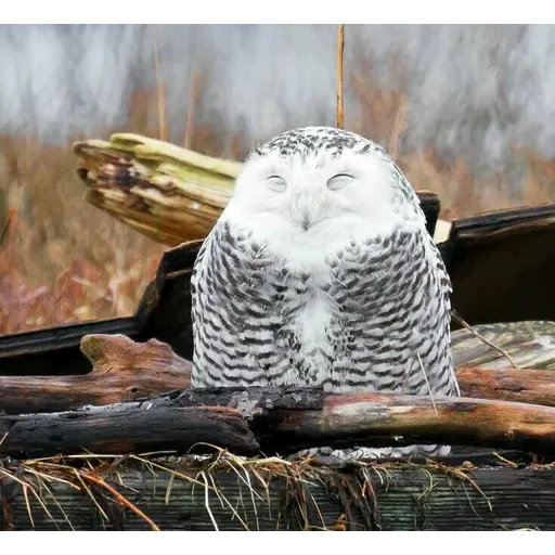 Polar owl - Sticker 21