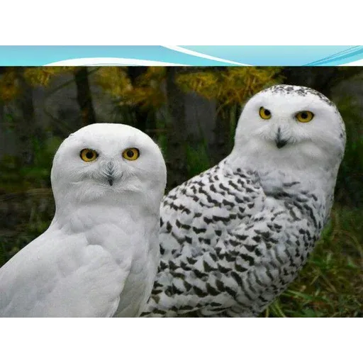 Polar owl - Sticker 29