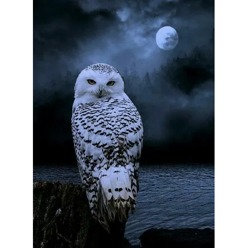 Polar owl - Sticker 27