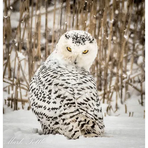 Polar owl - Sticker 13