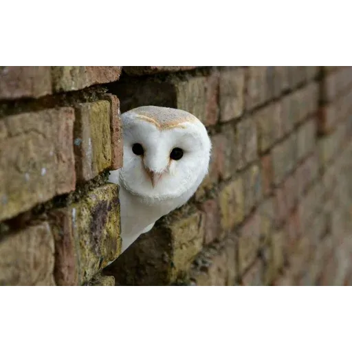 Polar owl - Sticker 25