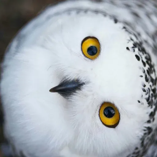 Polar owl - Sticker 24