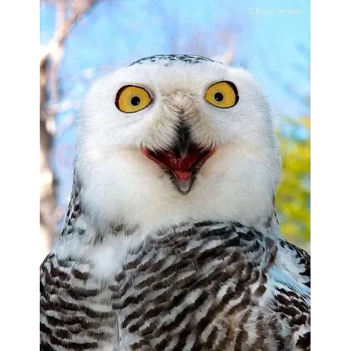 Polar owl - Sticker 15