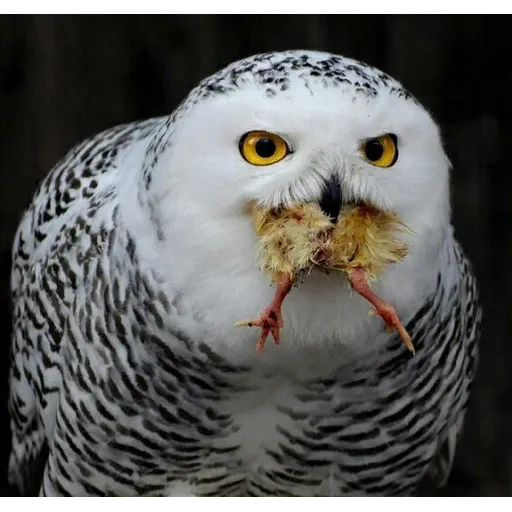 Polar owl - Sticker 19