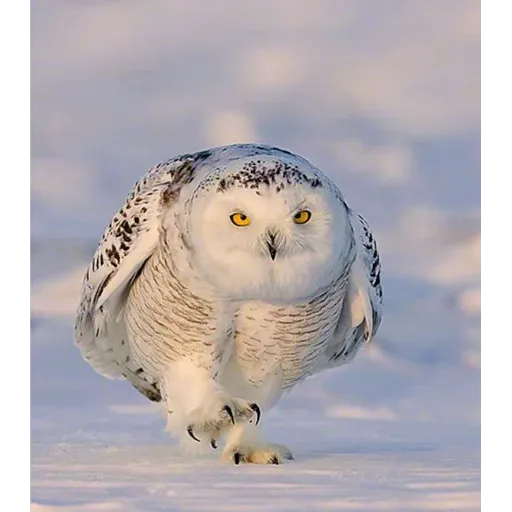 Polar owl - Sticker 16