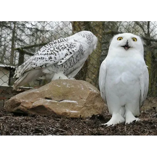 Polar owl - Sticker 30
