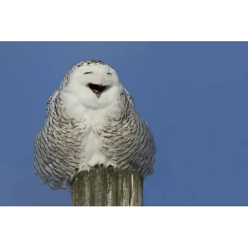 Polar owl - Sticker 12