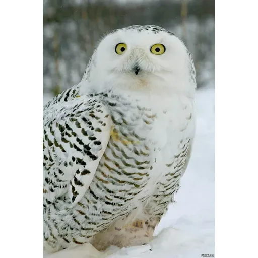 Polar owl - Sticker 23