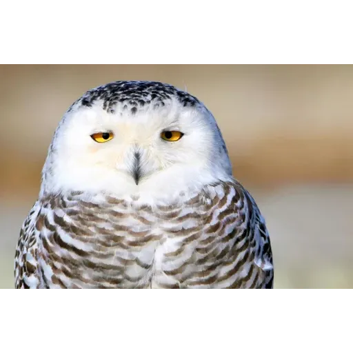 Polar owl - Sticker 9