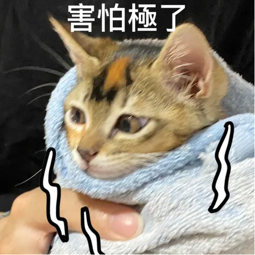 金絲貓4 - Sticker 14