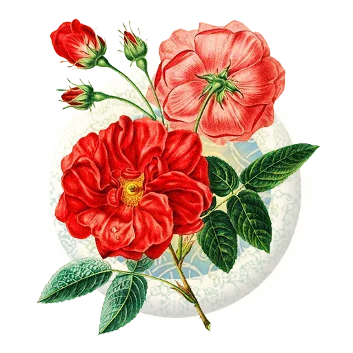 Persian2 - Sticker 13