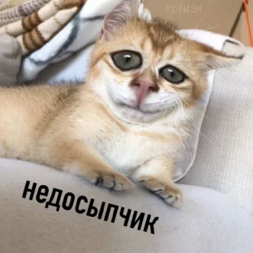 коты - Sticker 9