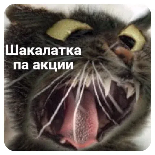 коты - Sticker 10