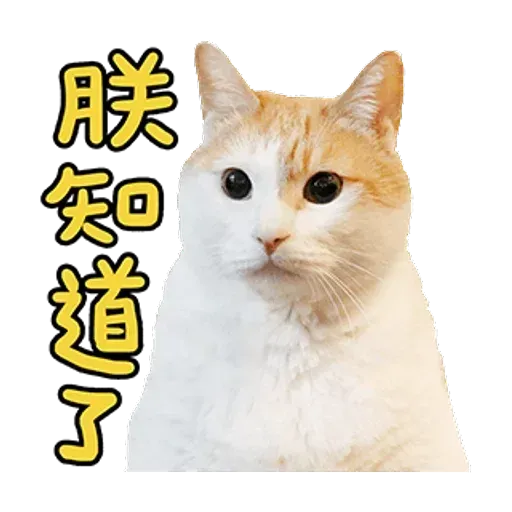 黃阿瑪 - Sticker 11
