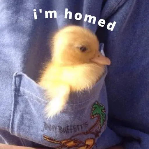 duck 2 - Sticker 22