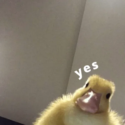 duck 2 - Sticker 24