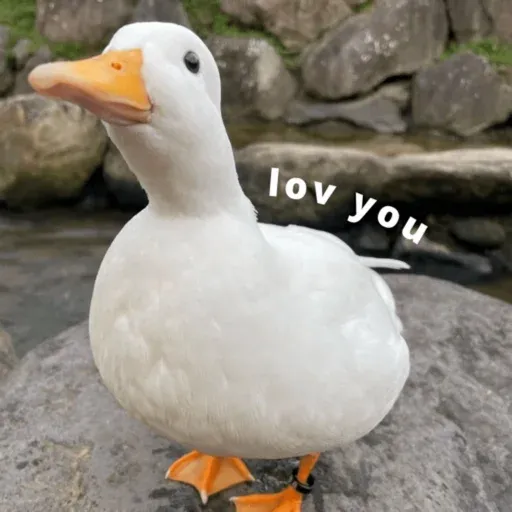 duck 2 - Sticker 12