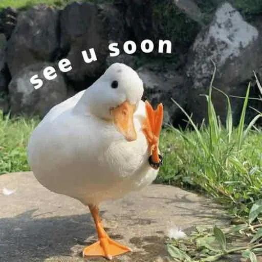 duck 2 - Sticker 18