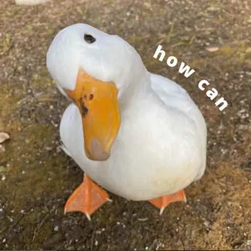 duck 2 - Sticker 9