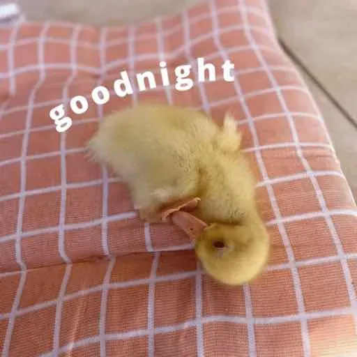 duck 2 - Sticker 27