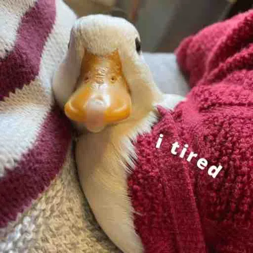 duck 2 - Sticker 10