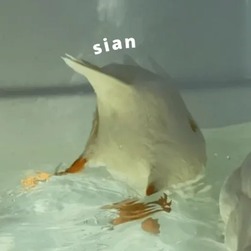 duck 2 - Sticker 21