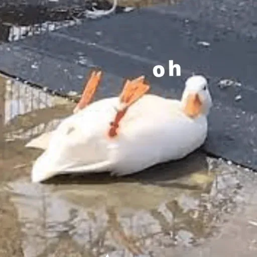 duck 2 - Sticker 15