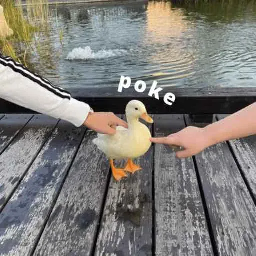 duck 2 - Sticker 16