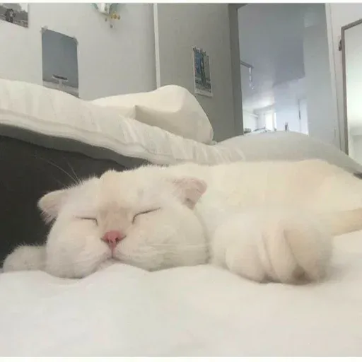 Cute catto - Sticker 18