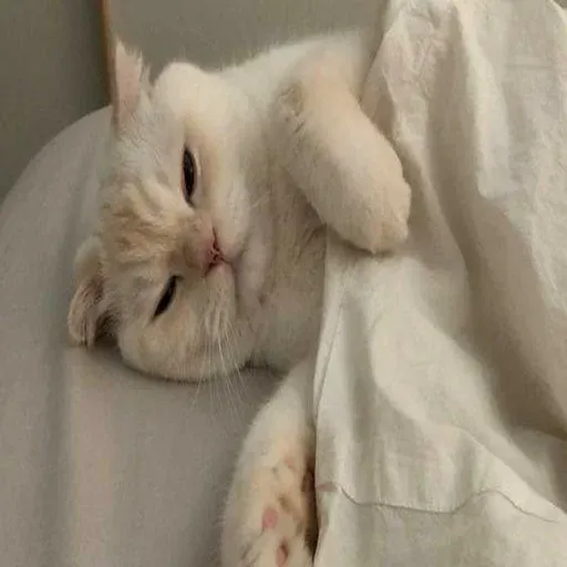 Cute catto - Sticker 10