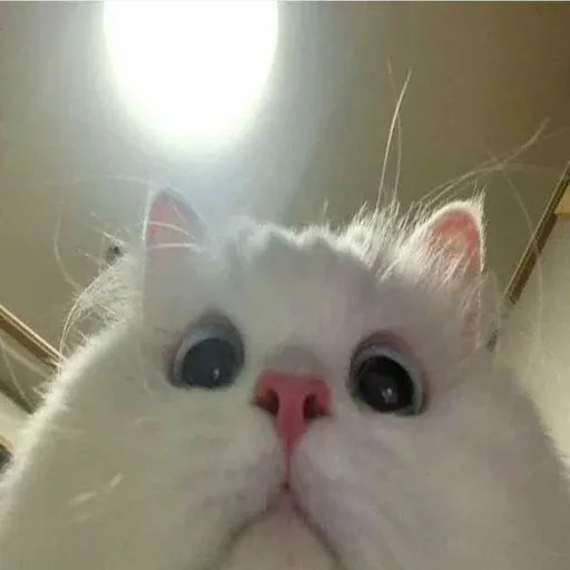 Cute catto - Sticker 21