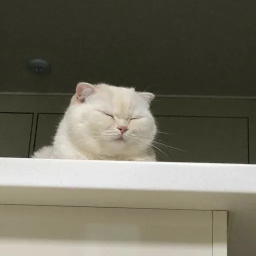 Cute catto - Sticker 30