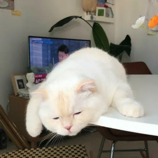Cute catto - Sticker 20