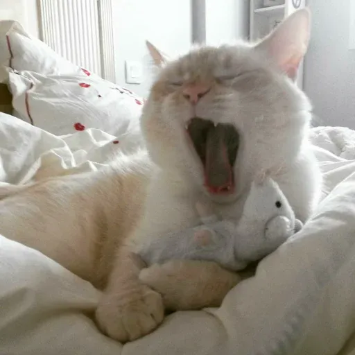 Cute catto - Sticker 19