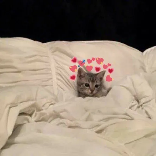 Cute catto - Sticker 16