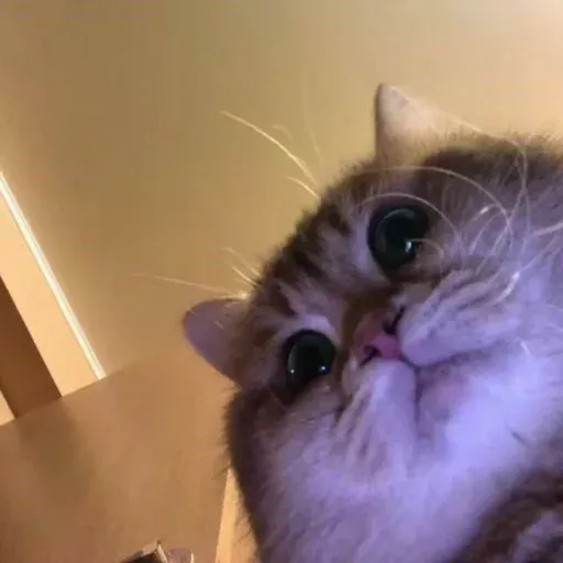 Cute catto - Sticker 23